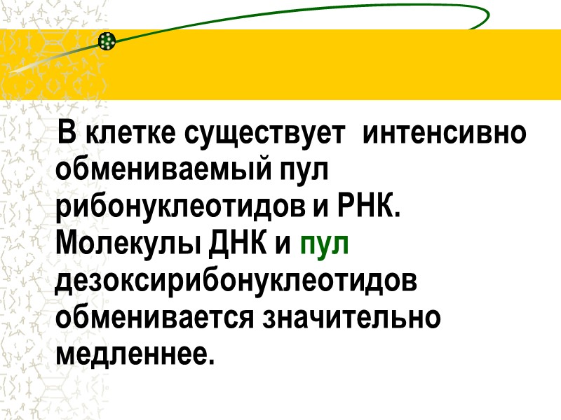 В клетке существует  интенсивно обмениваемый пул  рибонуклеотидов и РНК. Молекулы ДНК и